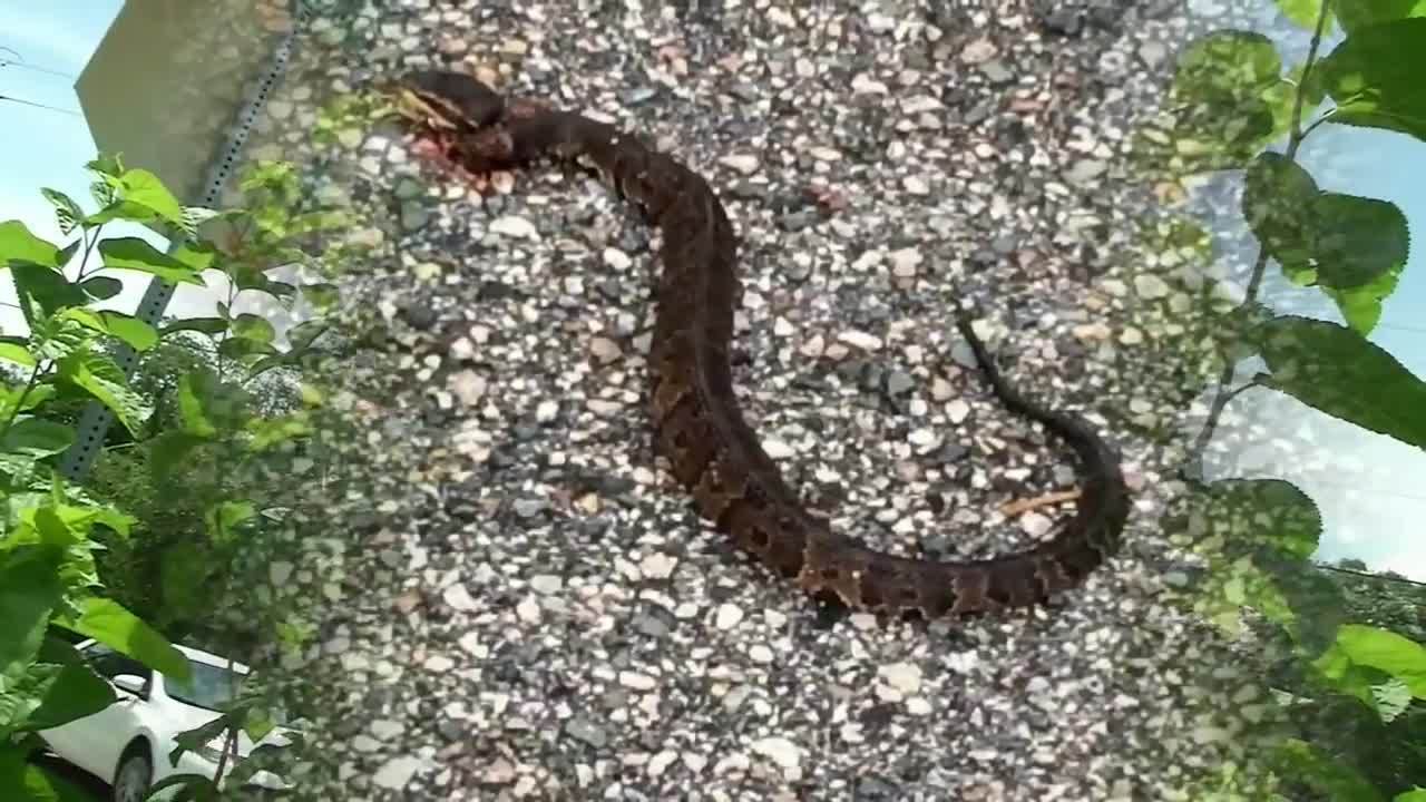 Florida boy, 12, bitten by water moccasin